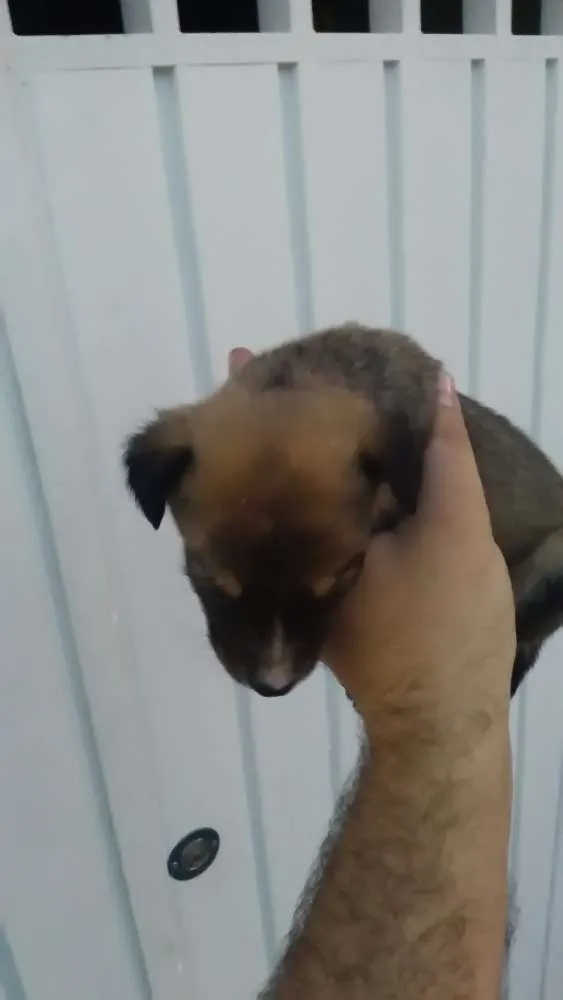 Cachorro ra a SRD idade Abaixo de 2 meses nome Sem nome definido