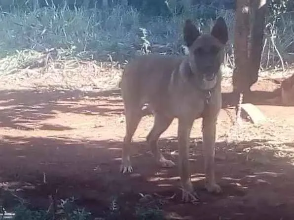 Cachorro ra a Mãe pastor alemão pai Fila idade 1 ano nome Ratinho 