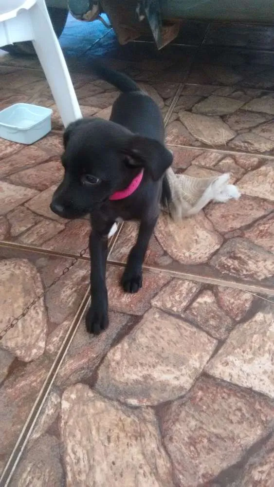 Cachorro raça Vira lata idade 2 a 6 meses nome Pantera