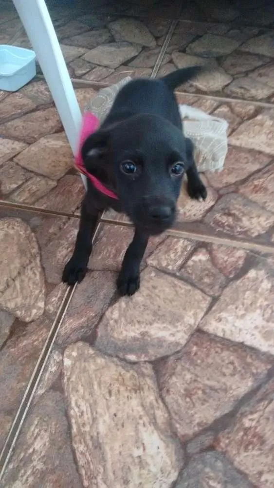 Cachorro raça Vira lata idade 2 a 6 meses nome Pantera