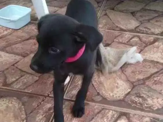 Cachorro raça Vira lata idade 2 a 6 meses nome Pantera