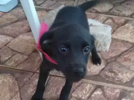 Cachorro raça Vira lata idade 2 a 6 meses nome Pantera