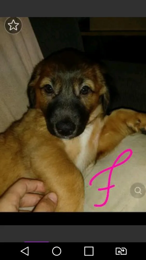 Cachorro ra a SRD idade 2 a 6 meses nome Pipoca e sua irmã