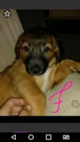 Pipoca e sua irmã