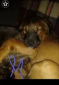 Pipoca e sua irmã