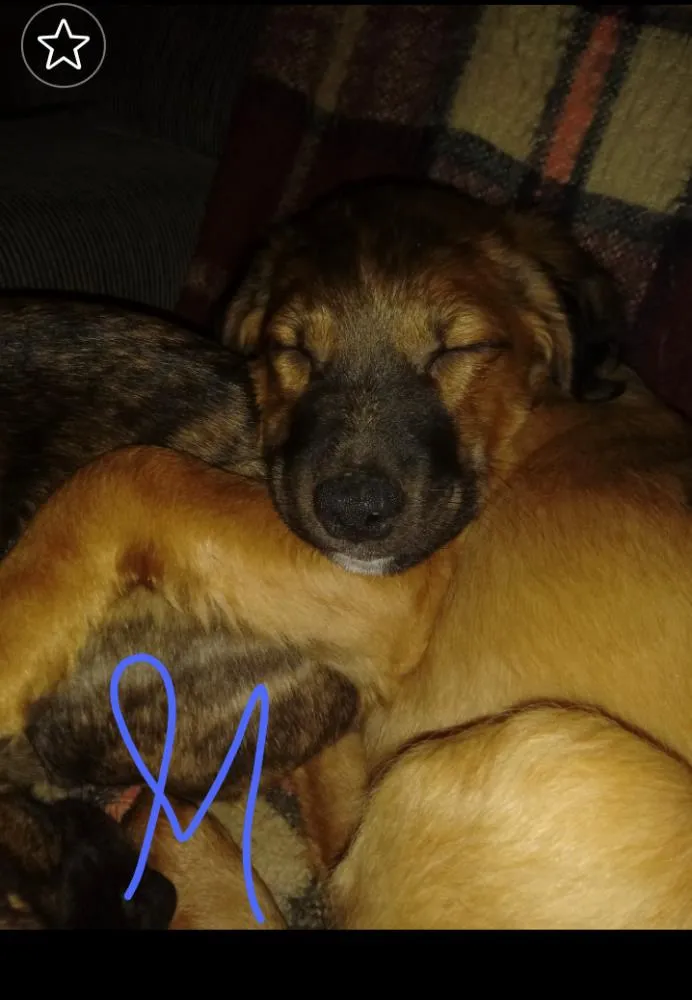 Cachorro ra a SRD idade 2 a 6 meses nome Pipoca e sua irmã