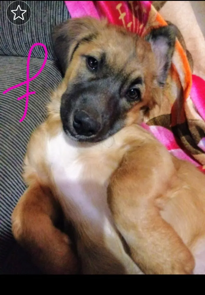 Cachorro ra a SRD idade 2 a 6 meses nome Pipoca e sua irmã