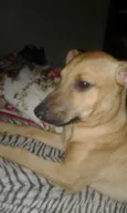 Mel