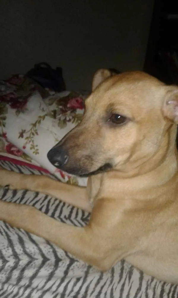 Cachorro ra a SRD idade 2 a 6 meses nome Mel