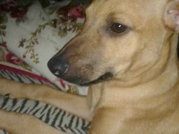 Cachorro ra a SRD idade 2 a 6 meses nome Mel
