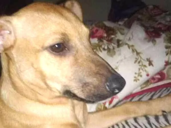 Cachorro ra a SRD idade 2 a 6 meses nome Mel