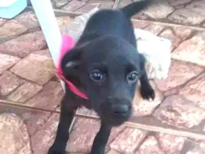 Cachorro raça Vira lata idade 2 a 6 meses nome Pantera