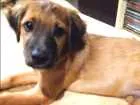 Cachorro raça SRD idade 2 a 6 meses nome Pipoca e sua irmã