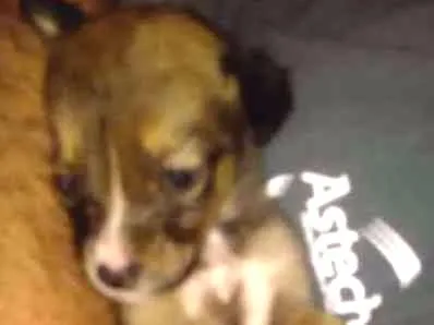 Cachorro ra a SRD idade Abaixo de 2 meses nome Sem nome definido