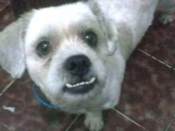 Cachorro ra a Lhasa apson idade 6 ou mais anos nome Nick