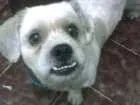 Cachorro raça Lhasa apson idade 6 ou mais anos nome Nick