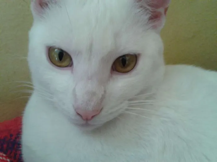 Gato ra a ignorada idade 4 anos nome Namastê GRATIFICA