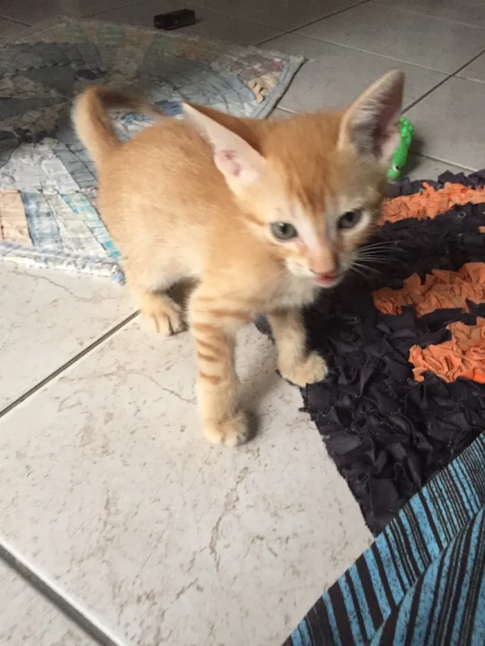 Gato ra a Sem raça  idade 2 a 6 meses nome Charles 