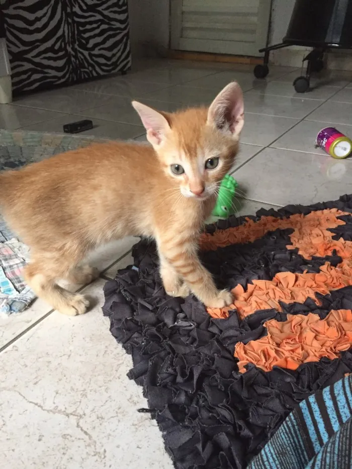 Gato ra a Sem raça  idade 2 a 6 meses nome Charles 