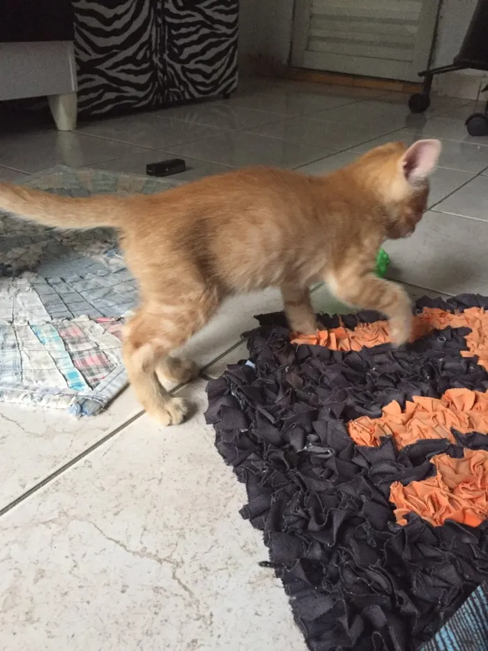 Gato ra a Sem raça  idade 2 a 6 meses nome Charles 