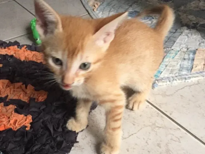 Gato ra a Sem raça  idade 2 a 6 meses nome Charles 
