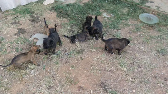 Cachorro ra a Vira lata  idade Abaixo de 2 meses nome Nao tem nome 