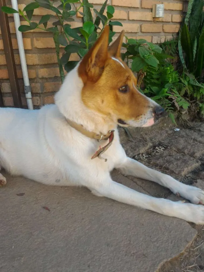 Cachorro ra a Vira lata idade 1 ano nome Thor