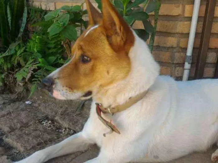 Cachorro ra a Vira lata idade 1 ano nome Thor