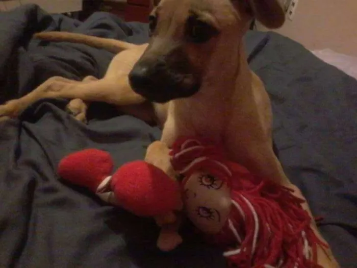 Cachorro ra a SRD idade 2 a 6 meses nome Maggie