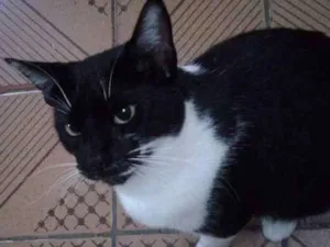 Gato raça Srd idade 7 a 11 meses nome Pérola 