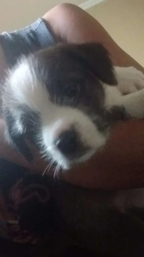 Cachorro ra a Vira latas  idade Abaixo de 2 meses nome Cachorros 
