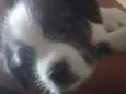 Cachorros 