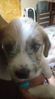 Cachorros 