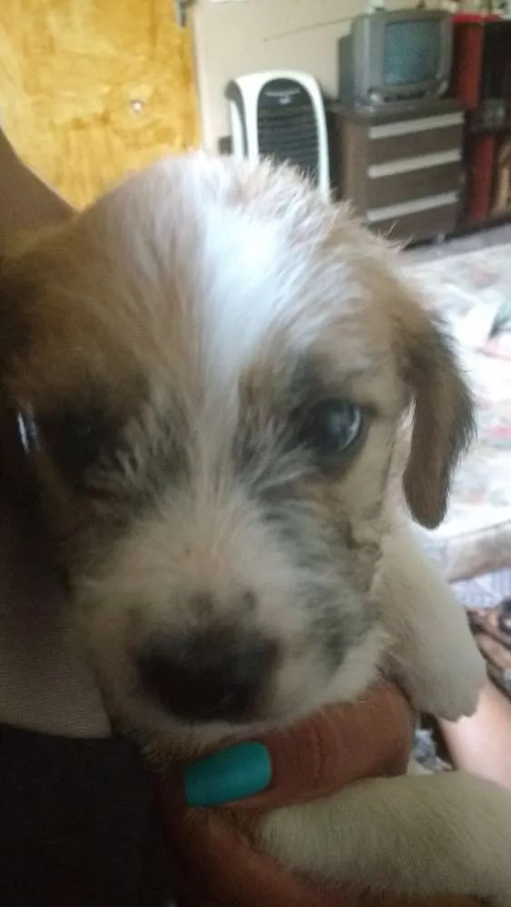 Cachorro ra a Vira latas  idade Abaixo de 2 meses nome Cachorros 