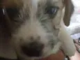 Cachorros 