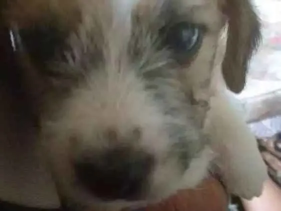 Cachorro ra a Vira latas  idade Abaixo de 2 meses nome Cachorros 
