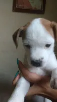 Cachorros 