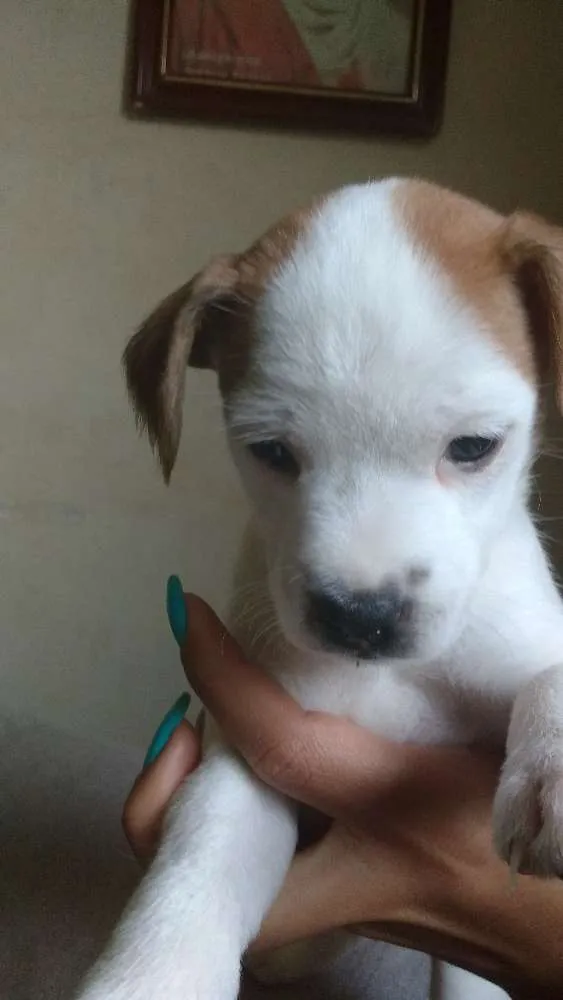 Cachorro ra a Vira latas  idade Abaixo de 2 meses nome Cachorros 