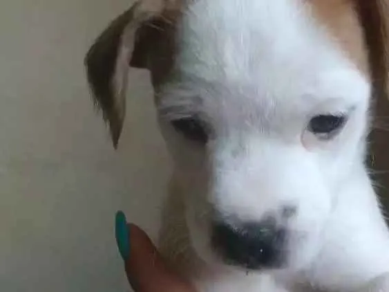 Cachorro ra a Vira latas  idade Abaixo de 2 meses nome Cachorros 