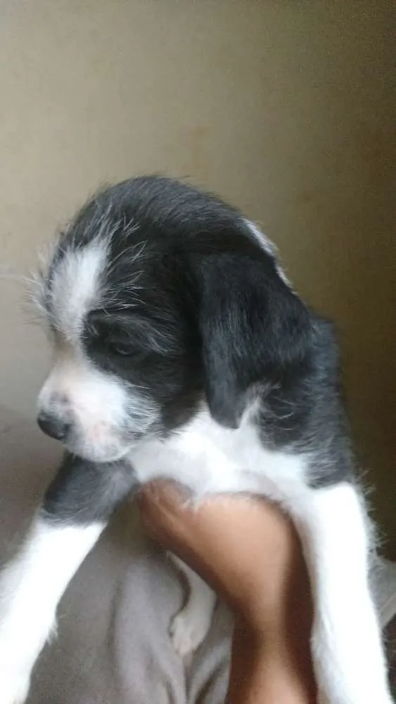 Cachorro ra a Vira latas  idade Abaixo de 2 meses nome Cachorros 