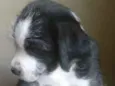 Cachorros 