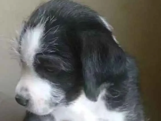 Cachorro ra a Vira latas  idade Abaixo de 2 meses nome Cachorros 