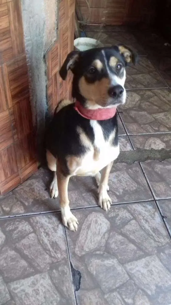 Cachorro ra a Viralata idade 3 anos nome Danger