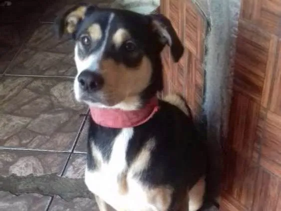Cachorro ra a Viralata idade 3 anos nome Danger