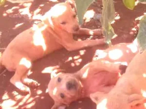 Cachorro raça vira-lata idade Abaixo de 2 meses nome mais de um cachorrin