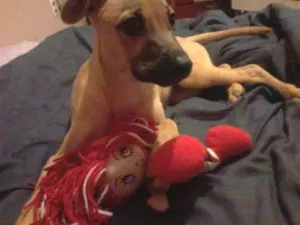 Cachorro raça SRD idade 2 a 6 meses nome Maggie