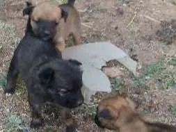 Cachorro ra a Vira lata  idade Abaixo de 2 meses nome Nao tem nome 