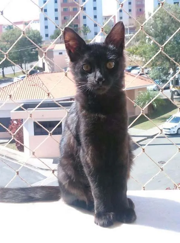 Gato ra a simples idade 2 a 6 meses nome Sushi