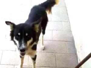 Cachorro raça cloie idade 7 a 11 meses nome bolinha