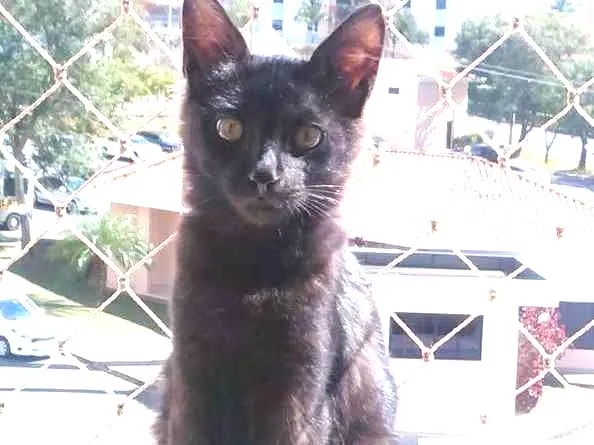 Gato ra a simples idade 2 a 6 meses nome Sushi